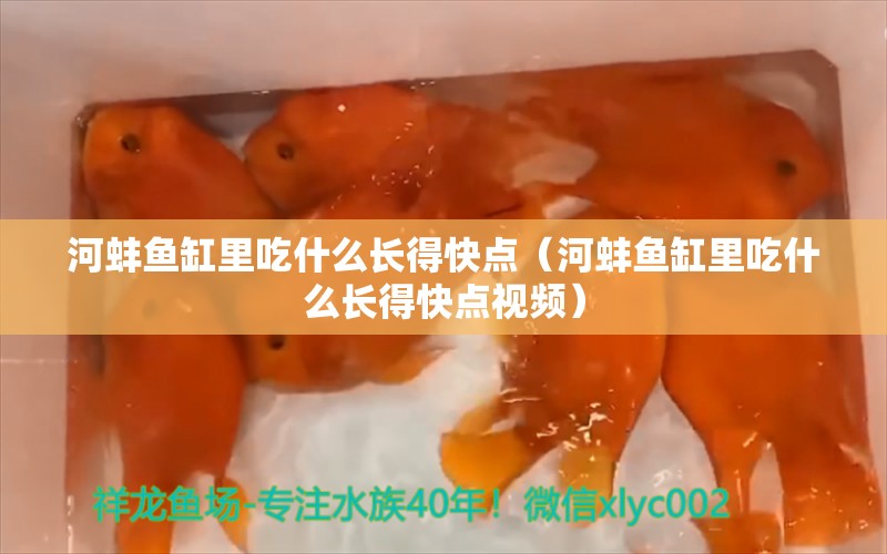 河蚌魚缸里吃什么長得快點(diǎn)（河蚌魚缸里吃什么長得快點(diǎn)視頻） 廣州觀賞魚批發(fā)市場