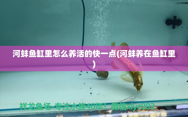 河蚌魚缸里怎么養(yǎng)活的快一點(diǎn)(河蚌養(yǎng)在魚缸里) 黃金河虎魚