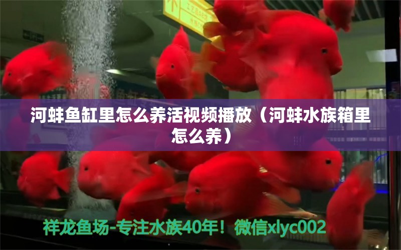 河蚌魚缸里怎么養(yǎng)活視頻播放（河蚌水族箱里怎么養(yǎng)）