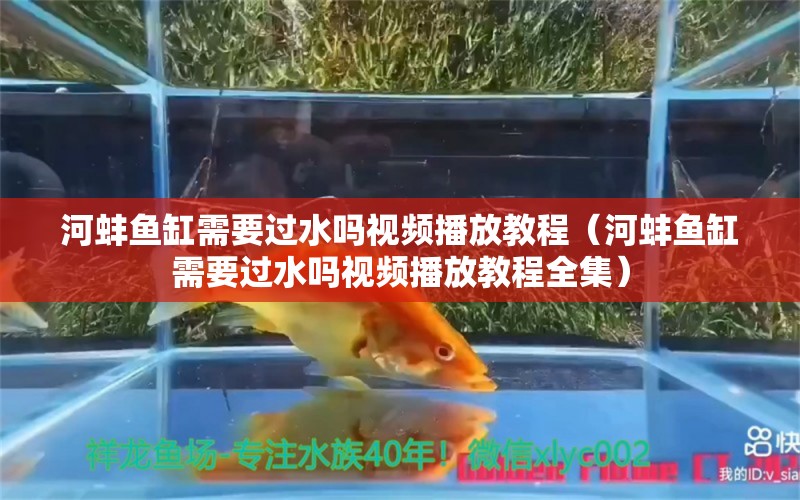 河蚌魚缸需要過水嗎視頻播放教程（河蚌魚缸需要過水嗎視頻播放教程全集）