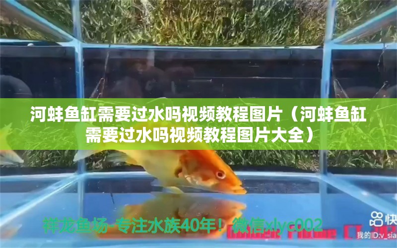 河蚌魚缸需要過水嗎視頻教程圖片（河蚌魚缸需要過水嗎視頻教程圖片大全）