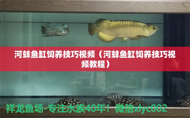 河蚌魚缸飼養(yǎng)技巧視頻（河蚌魚缸飼養(yǎng)技巧視頻教程）