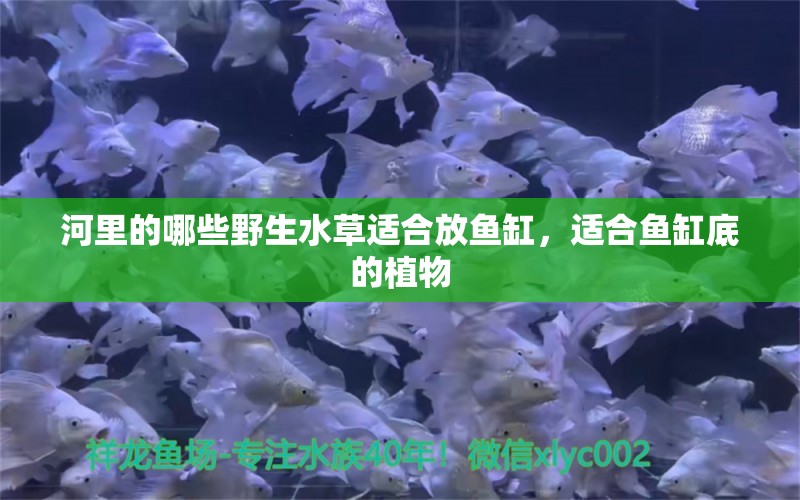 河里的哪些野生水草適合放魚缸，適合魚缸底的植物