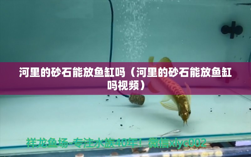 河里的砂石能放魚(yú)缸嗎（河里的砂石能放魚(yú)缸嗎視頻）