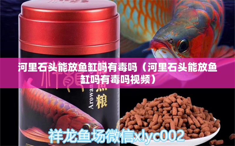 河里石頭能放魚缸嗎有毒嗎（河里石頭能放魚缸嗎有毒嗎視頻）