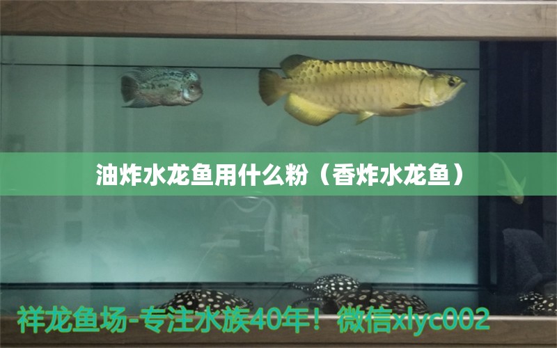 油炸水龍魚用什么粉（香炸水龍魚） 廣州觀賞魚批發(fā)市場