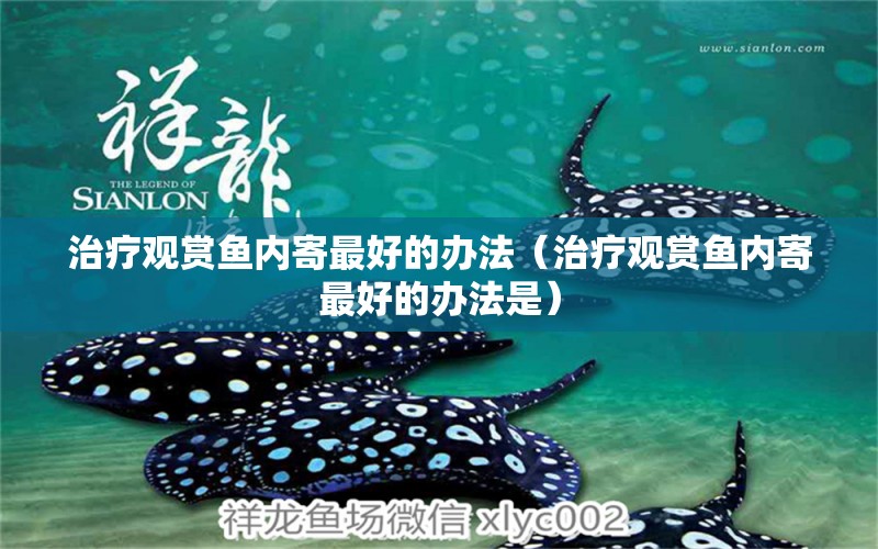 治療觀賞魚內(nèi)寄最好的辦法（治療觀賞魚內(nèi)寄最好的辦法是）