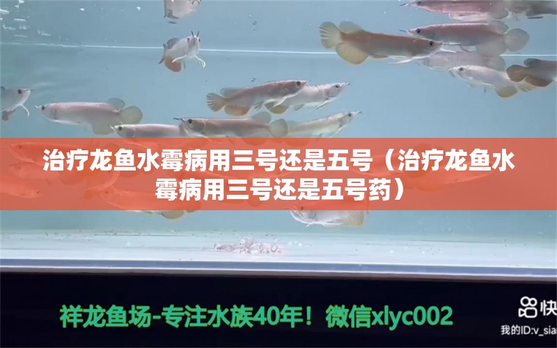 治療龍魚(yú)水霉病用三號(hào)還是五號(hào)（治療龍魚(yú)水霉病用三號(hào)還是五號(hào)藥） 龍魚(yú)疾病與治療