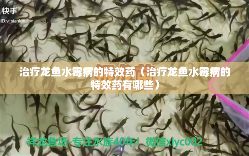 治療龍魚水霉病的特效藥（治療龍魚水霉病的特效藥有哪些） 龍魚疾病與治療