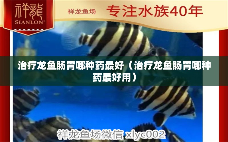 治療龍魚腸胃哪種藥最好（治療龍魚腸胃哪種藥最好用） 龍魚疾病與治療