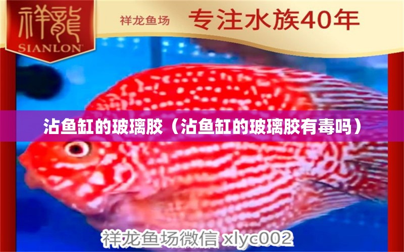 沾魚(yú)缸的玻璃膠（沾魚(yú)缸的玻璃膠有毒嗎）