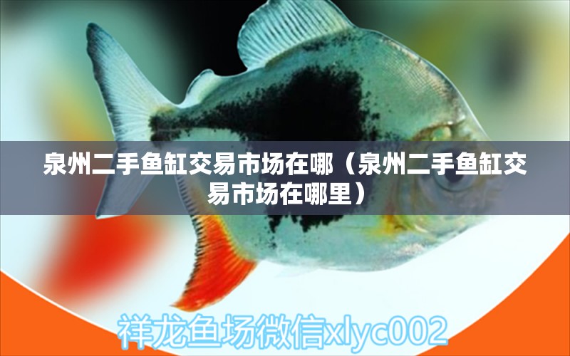 泉州二手魚缸交易市場在哪（泉州二手魚缸交易市場在哪里） 巴卡雷龍魚