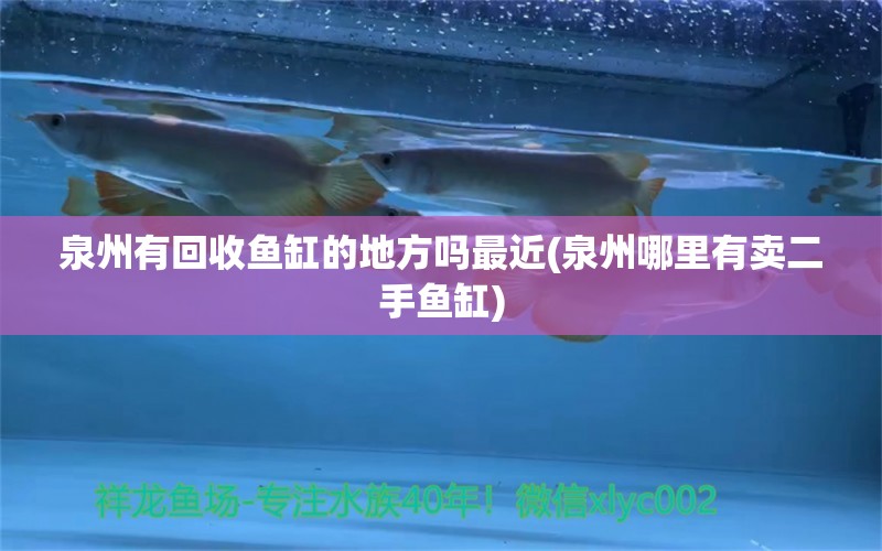 泉州有回收魚缸的地方嗎最近(泉州哪里有賣二手魚缸) 招財戰(zhàn)船魚