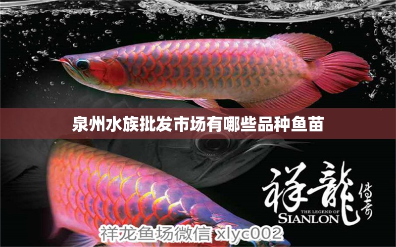 泉州水族批發(fā)市場(chǎng)有哪些品種魚(yú)苗