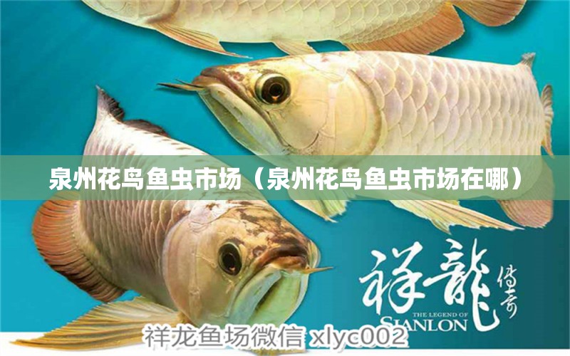 泉州花鳥魚蟲市場(chǎng)（泉州花鳥魚蟲市場(chǎng)在哪） 觀賞魚水族批發(fā)市場(chǎng)