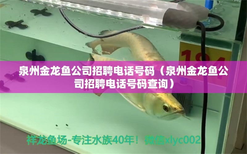 泉州金龍魚(yú)公司招聘電話(huà)號(hào)碼（泉州金龍魚(yú)公司招聘電話(huà)號(hào)碼查詢(xún)）