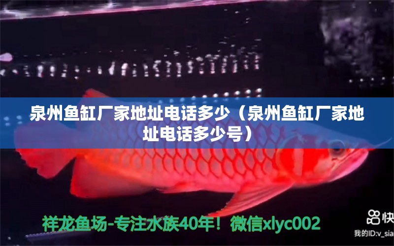 泉州魚缸廠家地址電話多少（泉州魚缸廠家地址電話多少號） 祥龍水族醫(yī)院