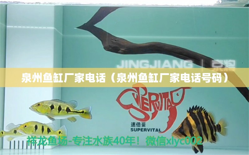 泉州魚缸廠家電話（泉州魚缸廠家電話號(hào)碼） 其他品牌魚缸