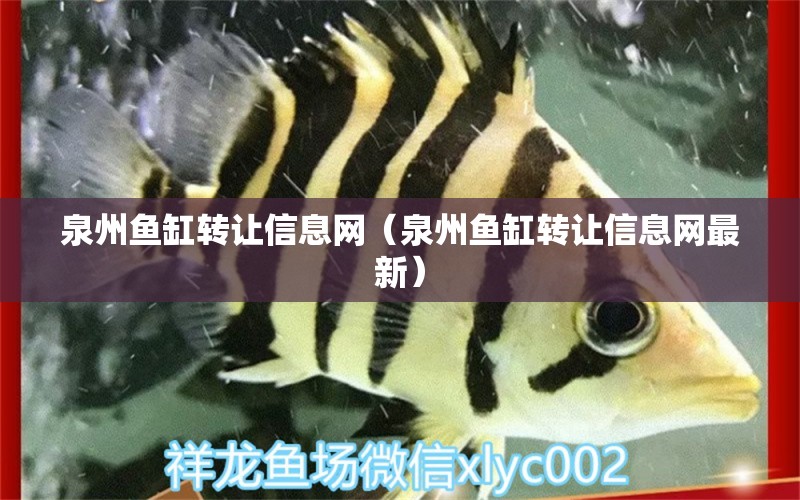 泉州魚缸轉(zhuǎn)讓信息網(wǎng)（泉州魚缸轉(zhuǎn)讓信息網(wǎng)最新） 白子銀版魚