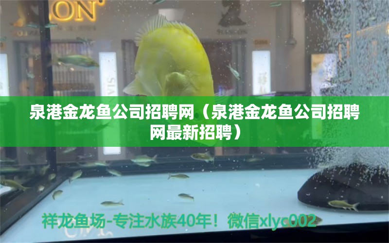 泉港金龍魚公司招聘網(wǎng)（泉港金龍魚公司招聘網(wǎng)最新招聘）