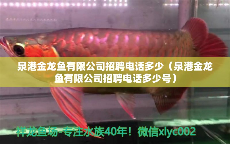 泉港金龍魚有限公司招聘電話多少（泉港金龍魚有限公司招聘電話多少號）