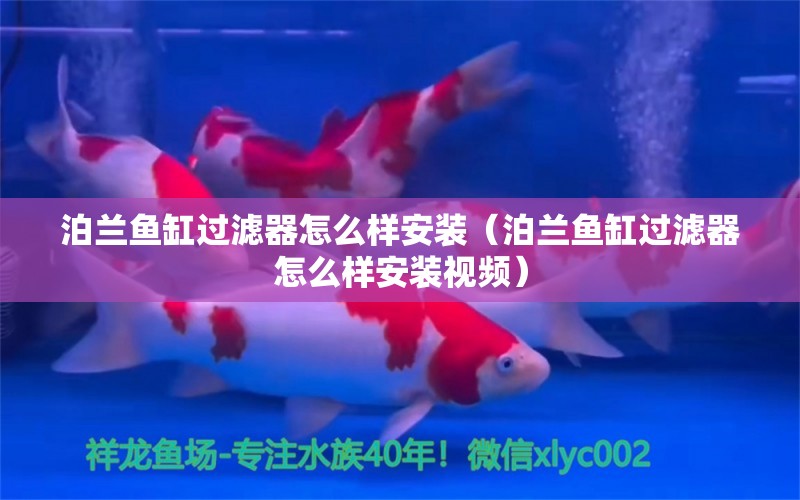 泊蘭魚缸過濾器怎么樣安裝（泊蘭魚缸過濾器怎么樣安裝視頻） 觀賞魚市場(chǎng)（混養(yǎng)魚）