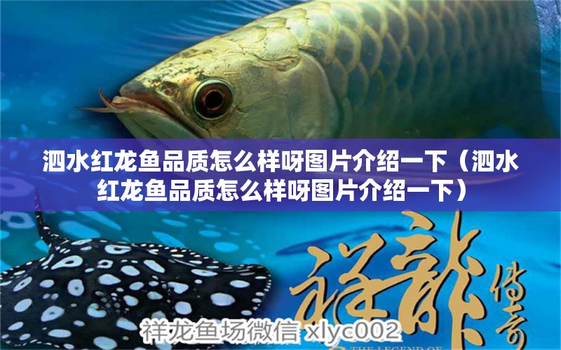 泗水紅龍魚品質(zhì)怎么樣呀圖片介紹一下（泗水紅龍魚品質(zhì)怎么樣呀圖片介紹一下）