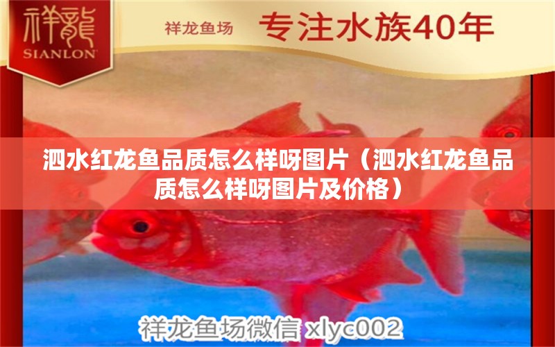 泗水紅龍魚品質(zhì)怎么樣呀圖片（泗水紅龍魚品質(zhì)怎么樣呀圖片及價(jià)格）