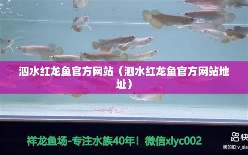 泗水紅龍魚官方網(wǎng)站（泗水紅龍魚官方網(wǎng)站地址）