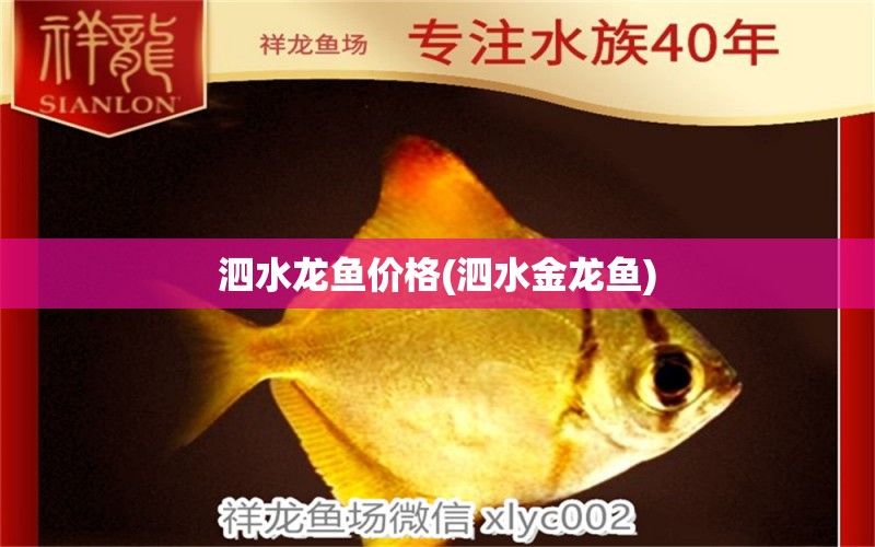 泗水龍魚價格(泗水金龍魚) 泗水龍魚