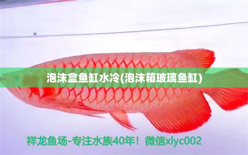 泡沫盒魚缸水冷(泡沫箱玻璃魚缸) 噴點菠蘿魚 第1張