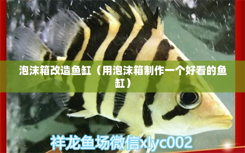 泡沫箱改造魚缸（用泡沫箱制作一個好看的魚缸） 廣州觀賞魚批發(fā)市場