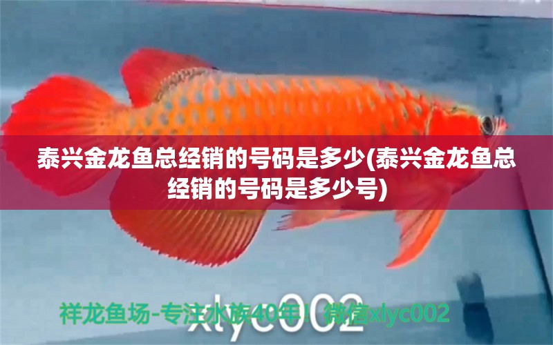 泰興金龍魚總經(jīng)銷的號(hào)碼是多少(泰興金龍魚總經(jīng)銷的號(hào)碼是多少號(hào)) 元寶鯽