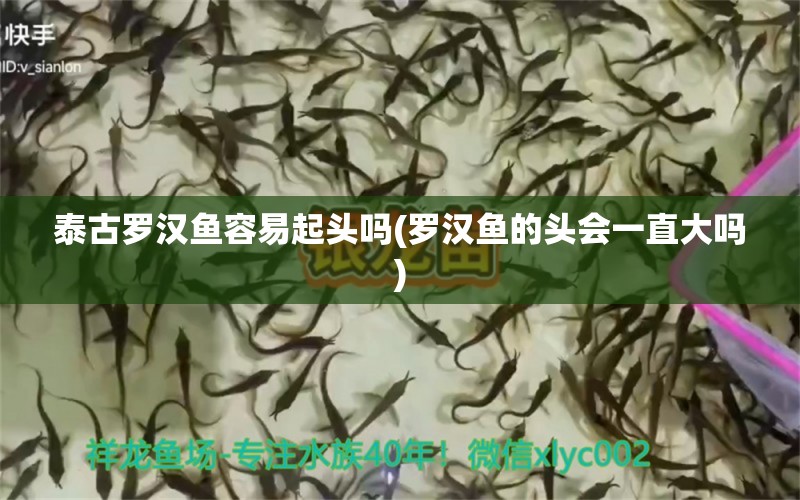 泰古羅漢魚容易起頭嗎(羅漢魚的頭會一直大嗎) 羅漢魚