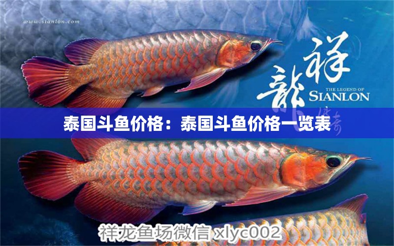 泰國斗魚價(jià)格：泰國斗魚價(jià)格一覽表 泰國斗魚