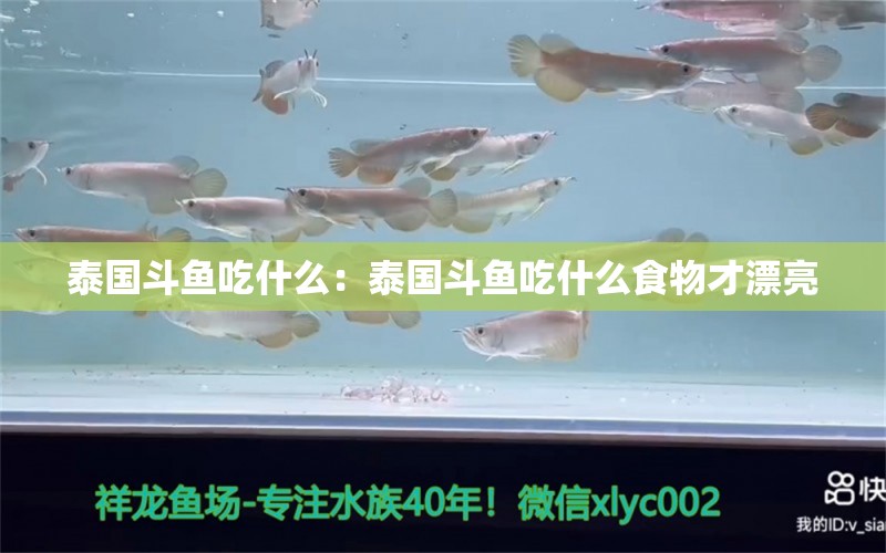 泰國斗魚吃什么：泰國斗魚吃什么食物才漂亮 泰國斗魚