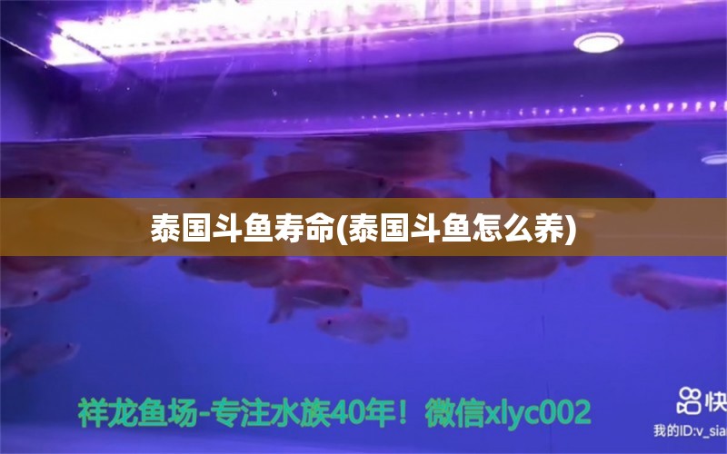 泰國(guó)斗魚(yú)壽命(泰國(guó)斗魚(yú)怎么養(yǎng)) 泰國(guó)斗魚(yú)