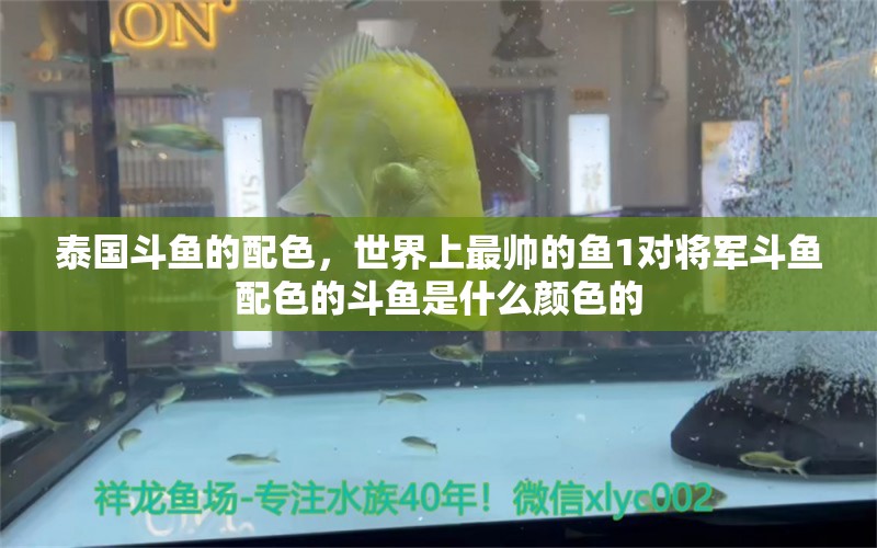 泰國斗魚的配色，世界上最帥的魚1對將軍斗魚配色的斗魚是什么顏色的 泰國斗魚 第1張