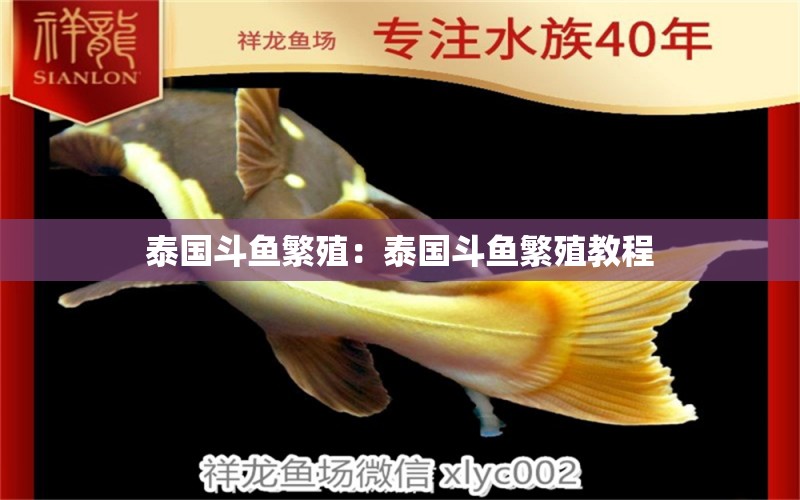 泰國斗魚繁殖：泰國斗魚繁殖教程 泰國斗魚