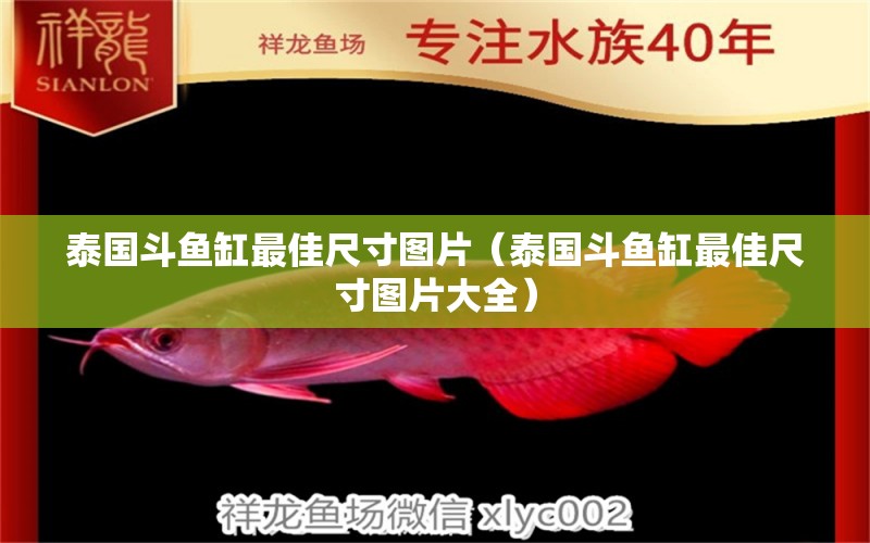 泰國(guó)斗魚(yú)缸最佳尺寸圖片（泰國(guó)斗魚(yú)缸最佳尺寸圖片大全） 泰國(guó)斗魚(yú)