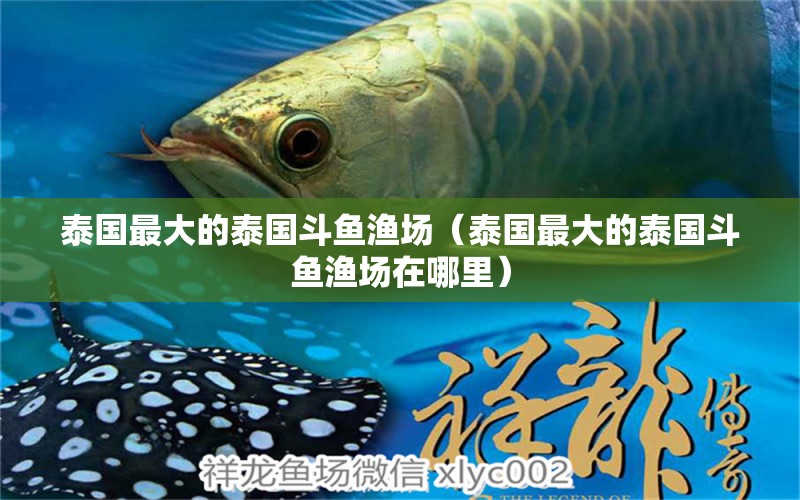 泰國(guó)最大的泰國(guó)斗魚漁場(chǎng)（泰國(guó)最大的泰國(guó)斗魚漁場(chǎng)在哪里） 泰國(guó)斗魚