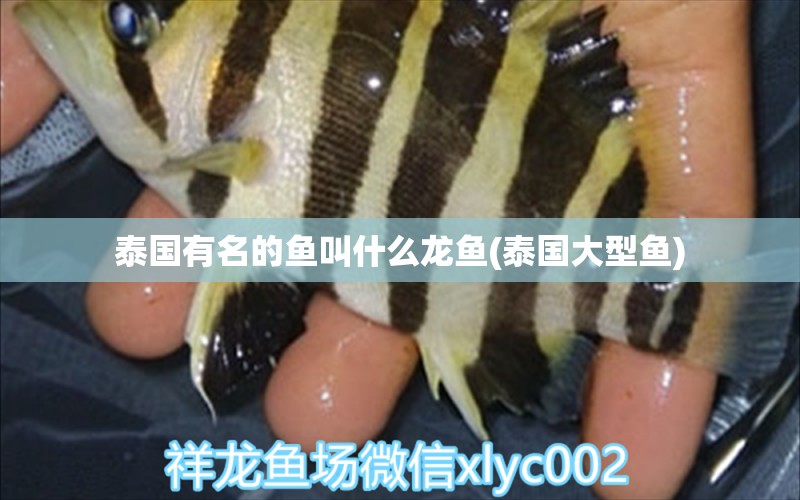 泰國有名的魚叫什么龍魚(泰國大型魚) 黃金貓魚百科 第2張