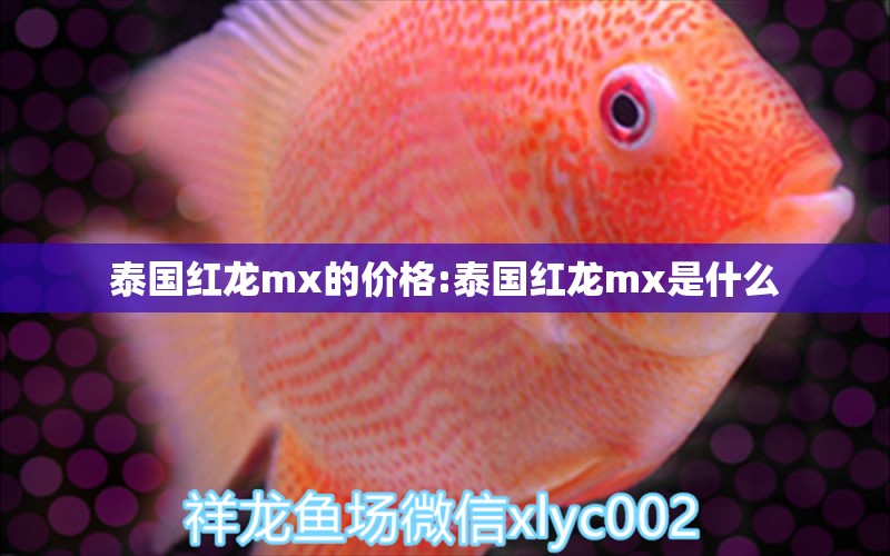 泰國紅龍mx的價(jià)格:泰國紅龍mx是什么