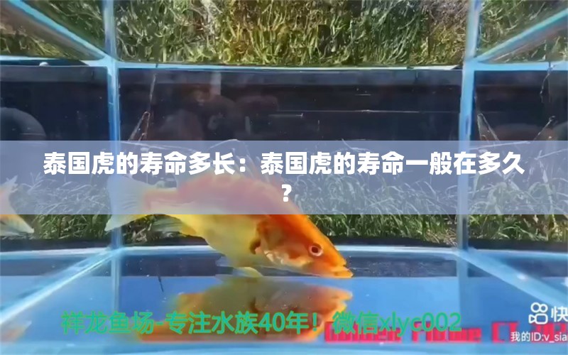 泰國虎的壽命多長：泰國虎的壽命一般在多久？ 泰國虎魚 第2張