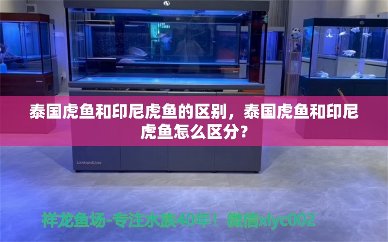 泰國虎魚和印尼虎魚的區(qū)別，泰國虎魚和印尼虎魚怎么區(qū)分？