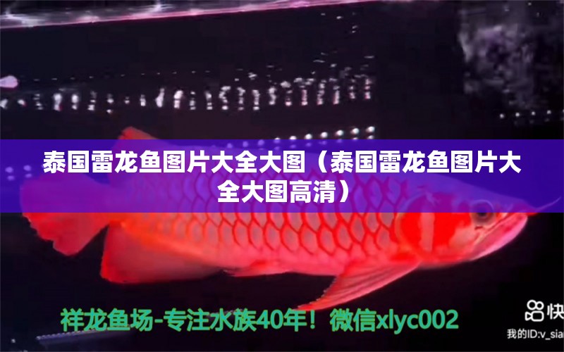 泰國雷龍魚圖片大全大圖（泰國雷龍魚圖片大全大圖高清） 廣州龍魚批發(fā)市場