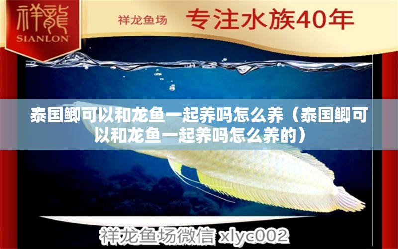 泰國鯽可以和龍魚一起養(yǎng)嗎怎么養(yǎng)（泰國鯽可以和龍魚一起養(yǎng)嗎怎么養(yǎng)的） 祥龍水族醫(yī)院