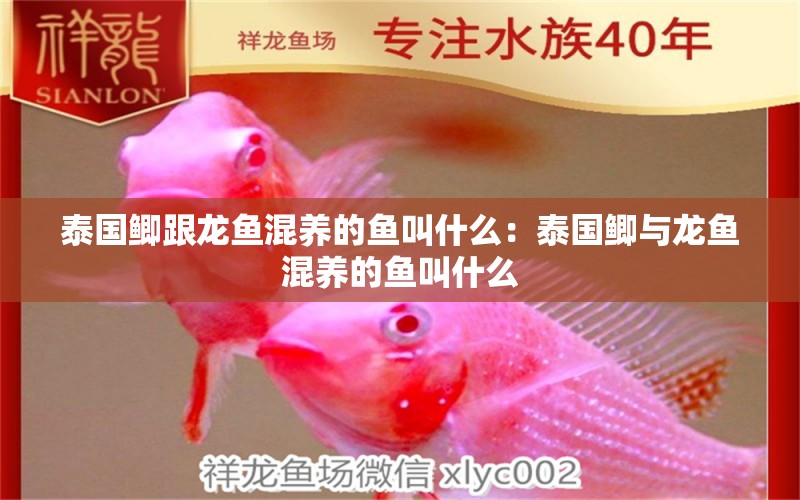 泰國鯽跟龍魚混養(yǎng)的魚叫什么：泰國鯽與龍魚混養(yǎng)的魚叫什么