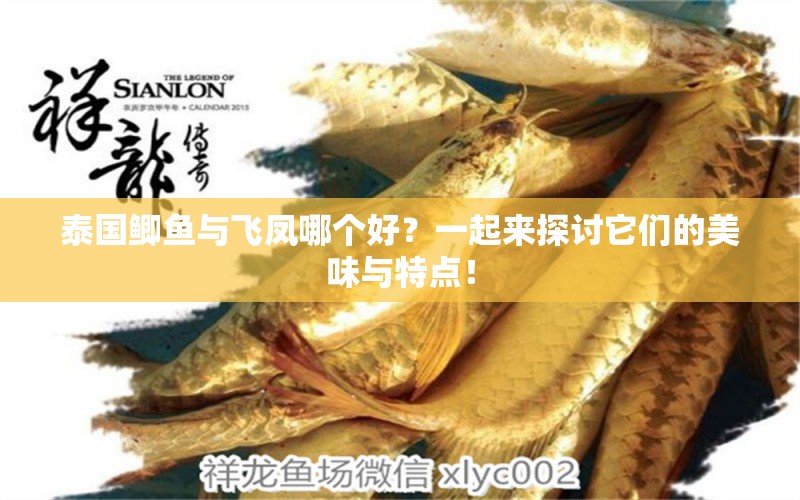 泰國(guó)鯽魚與飛鳳哪個(gè)好？一起來(lái)探討它們的美味與特點(diǎn)！