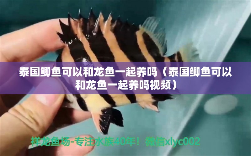 泰國鯽魚可以和龍魚一起養(yǎng)嗎（泰國鯽魚可以和龍魚一起養(yǎng)嗎視頻）